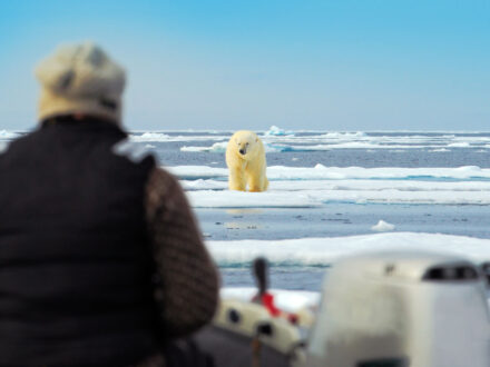 Polar bear watching